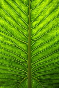 土耳其中锋威震欧洲，破门如麻——一位传奇射手的崛起